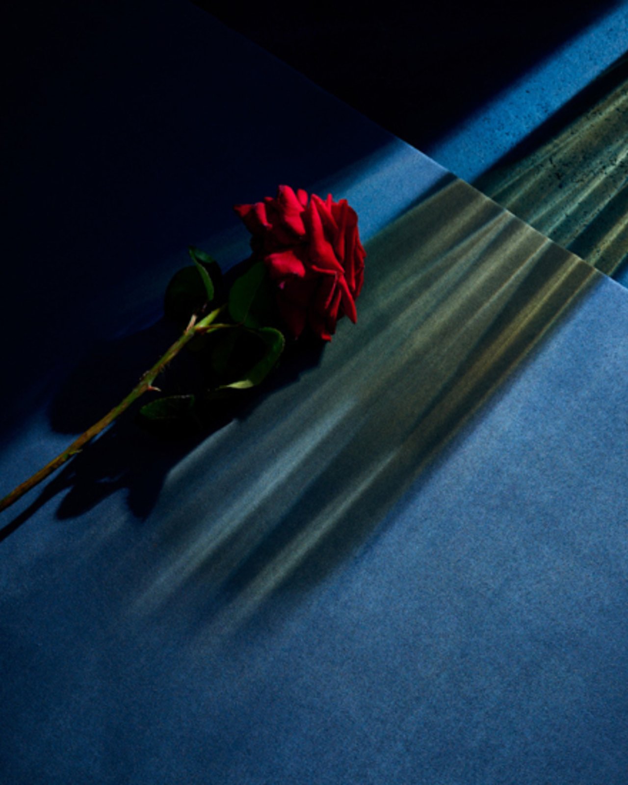 Ijm sklavenfrei blumen
